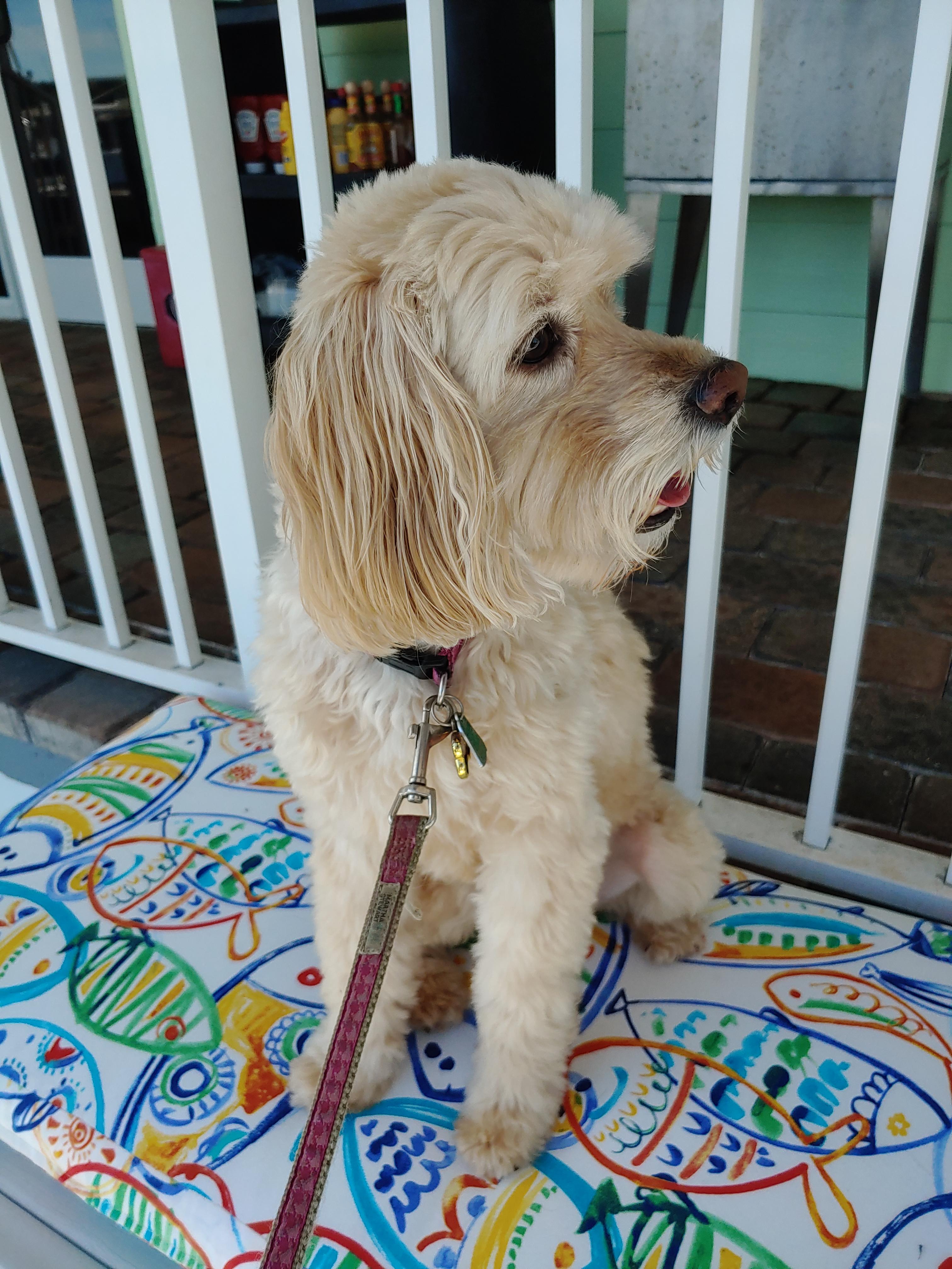 My now 11 year old cockapoo Marley. | Scrolller