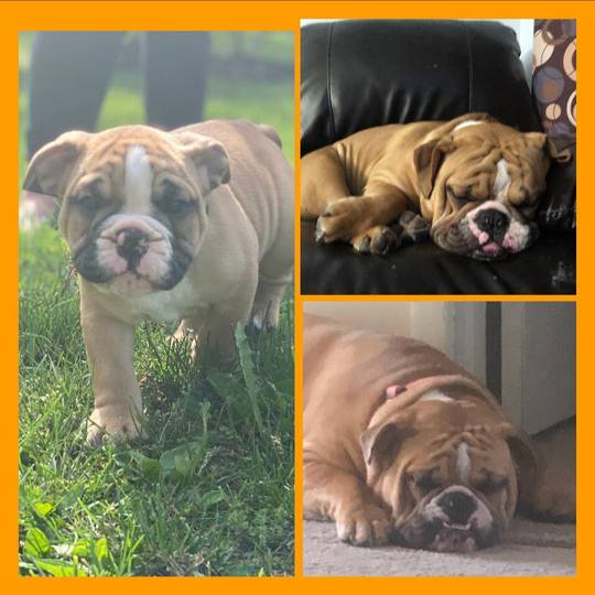 My Old English, English Bulldog mix almost a full year old! His name is Tater Tot and he went from a 10 pound 7 week old cutie to almost an 80 pound 9 month old Monster! I still love him though❤️🥺.
