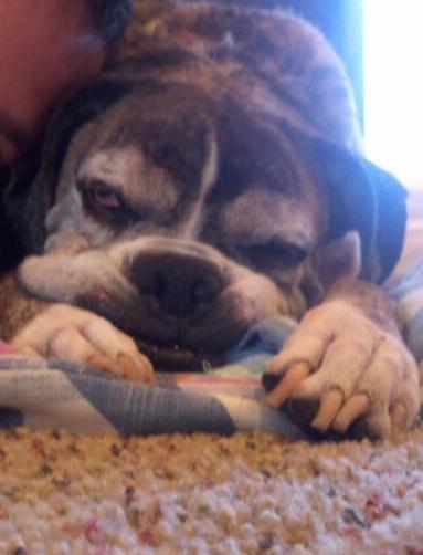 My old girl catching up on her beauty sleep... Clearly it's working.