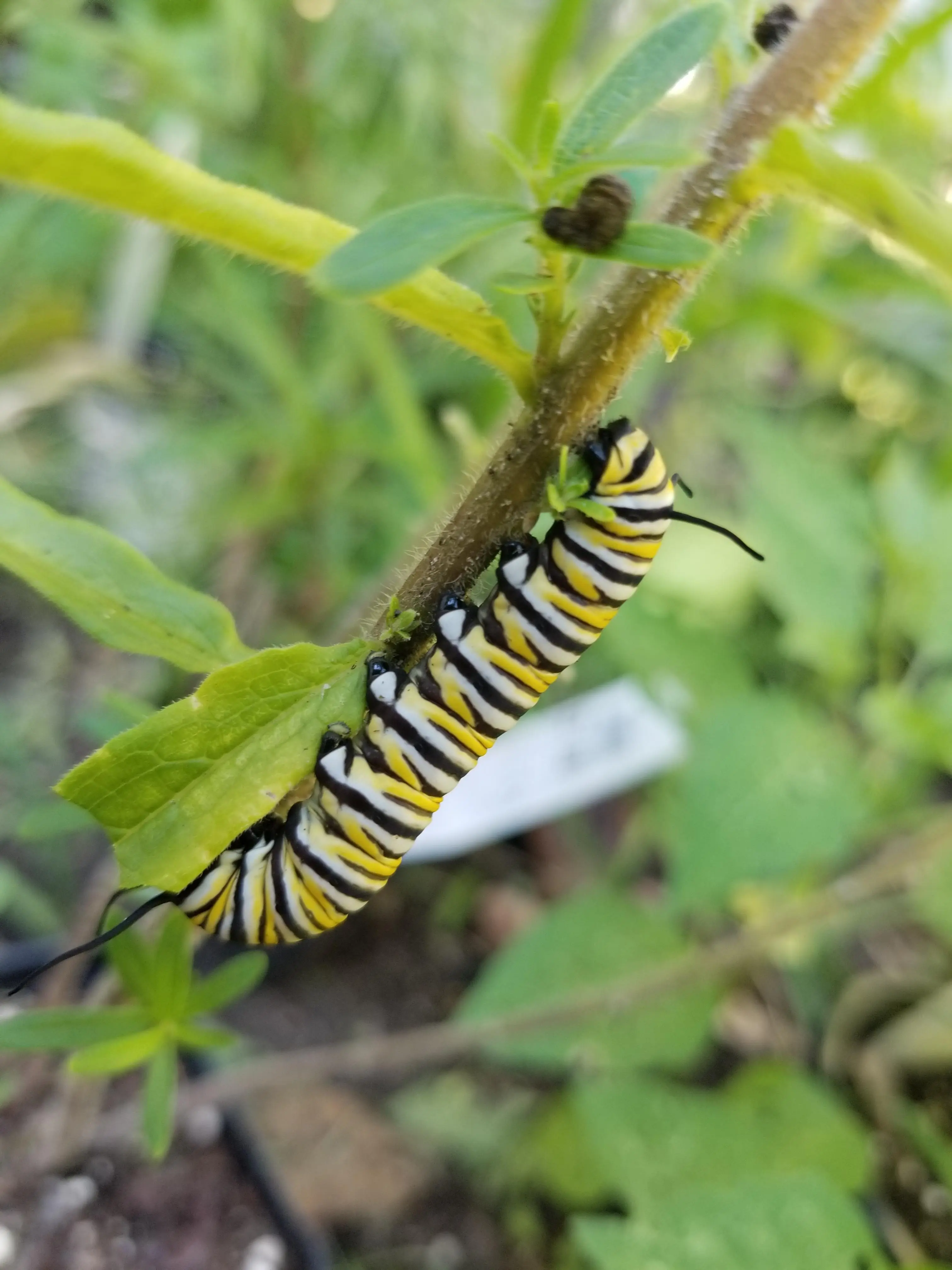 My one butterfly attractor plant has attracted it's first caterpillar ...