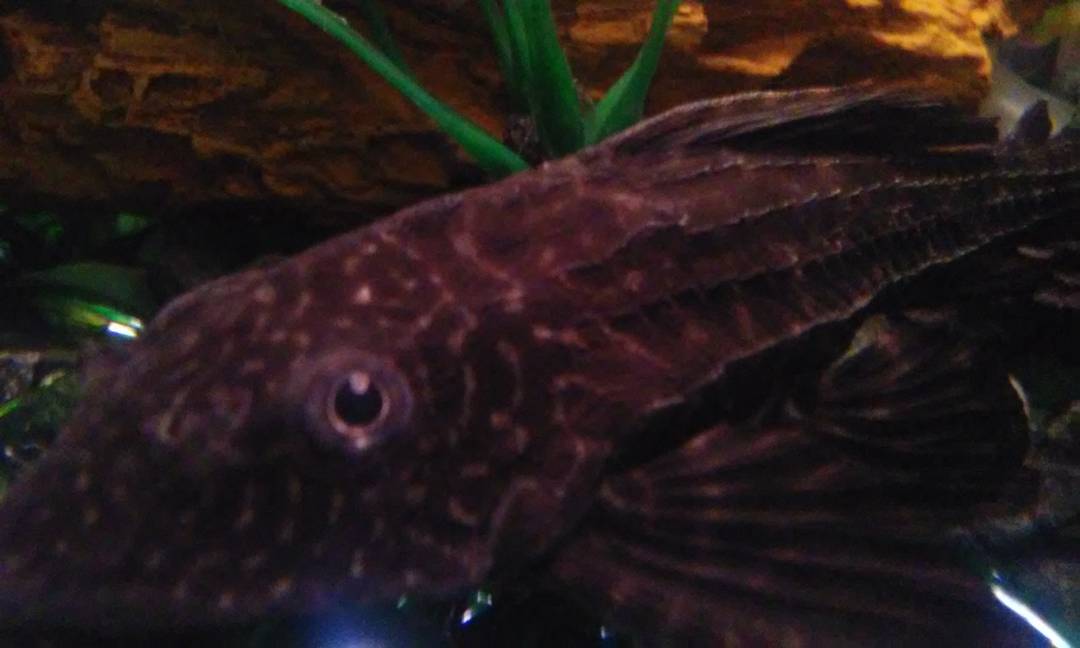 My pleco says hello!!
