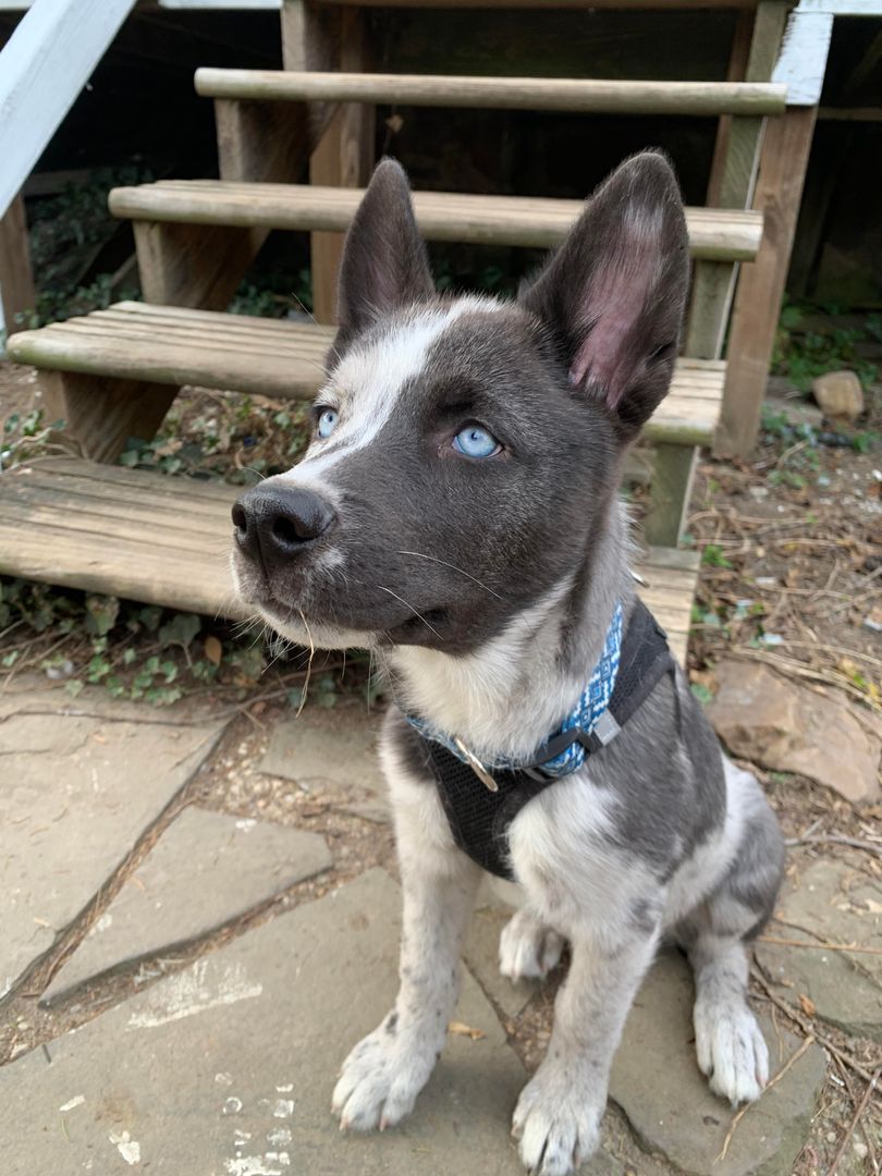 My Pomsky, Tempest, turns three months old!