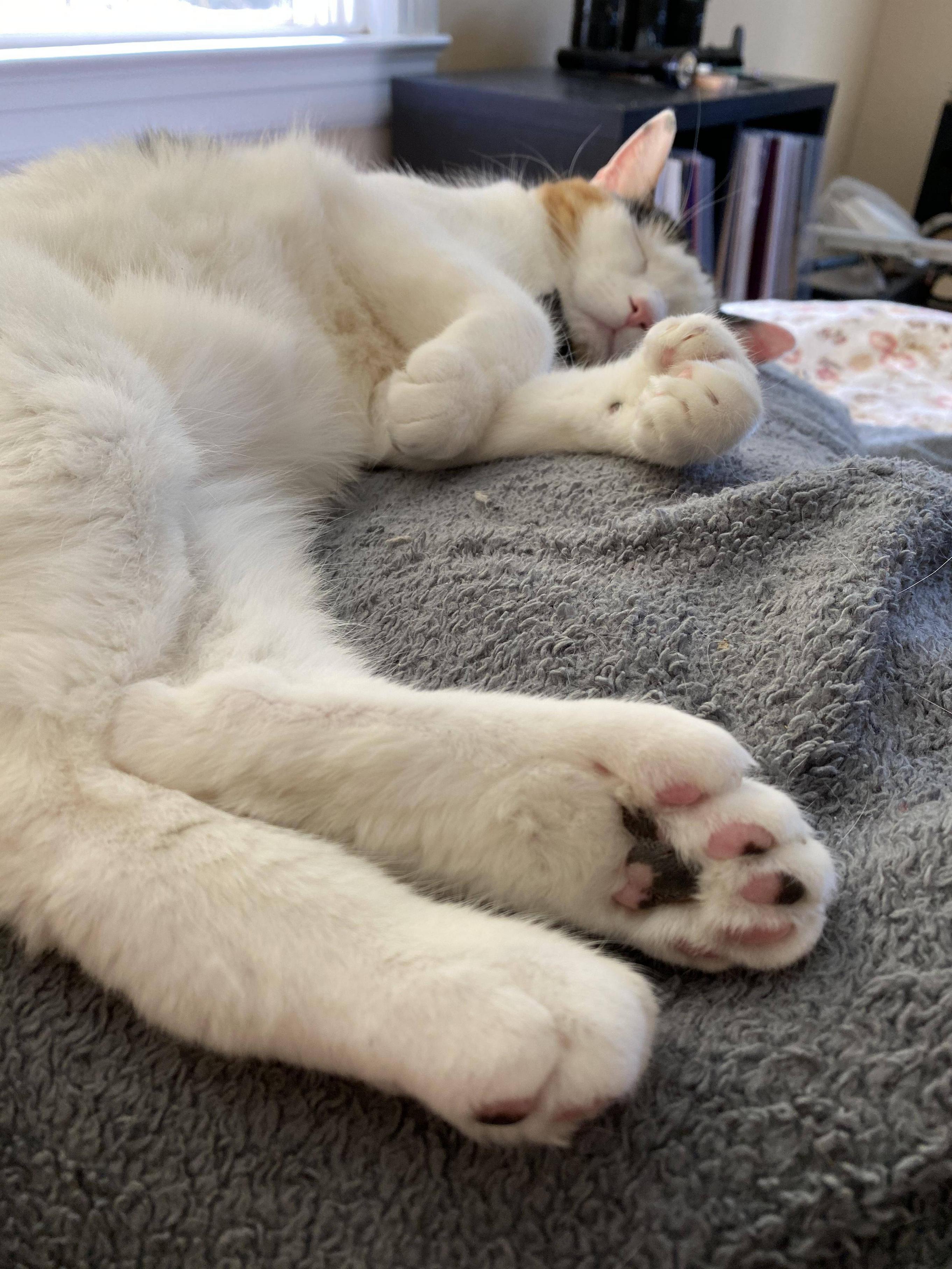 My rabbit kick polydactyl | Scrolller