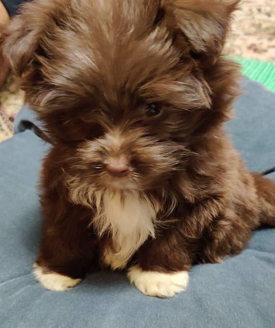My relative's pupper Piku.