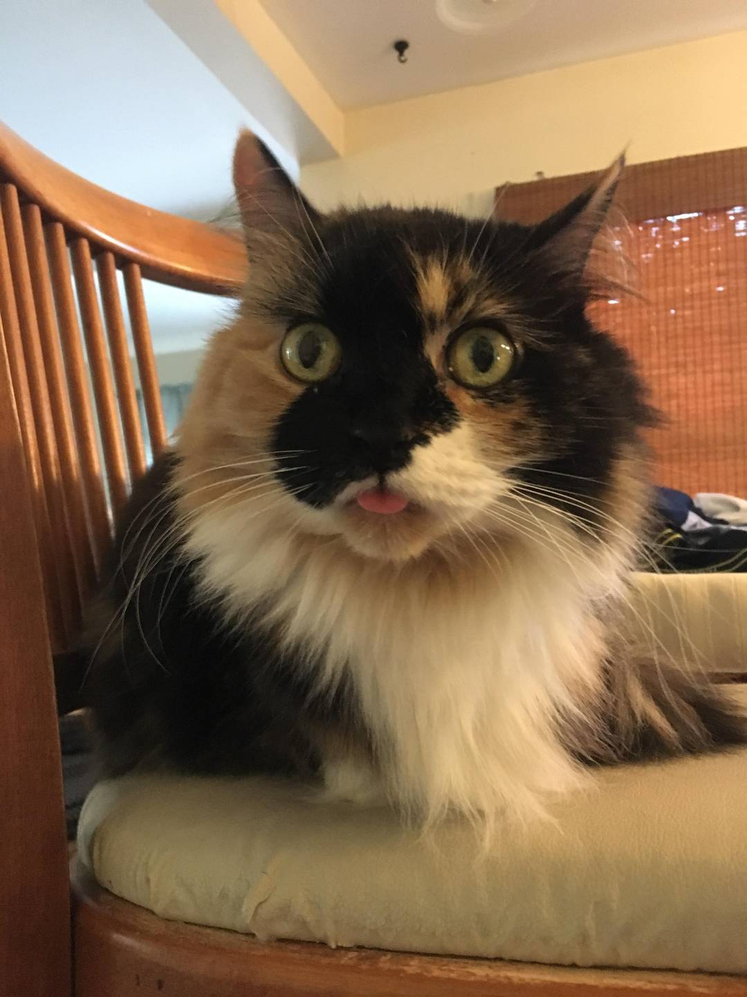 My senior girl Gizmo doing a blep as I was getting her food ready