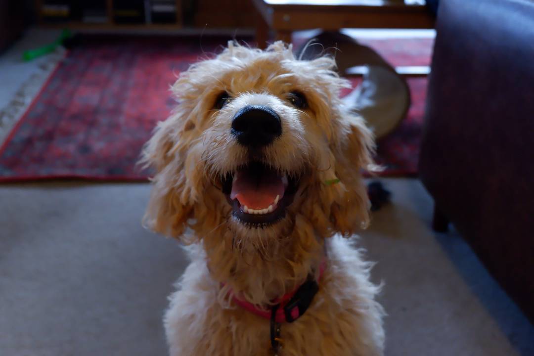 My smiley doggo.