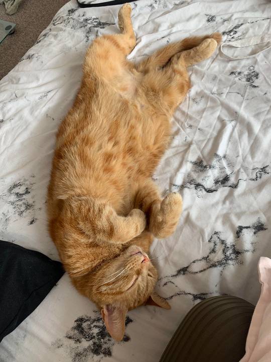 My stretchy, sleepy ginger boy. Bonus curled feetsies 😍