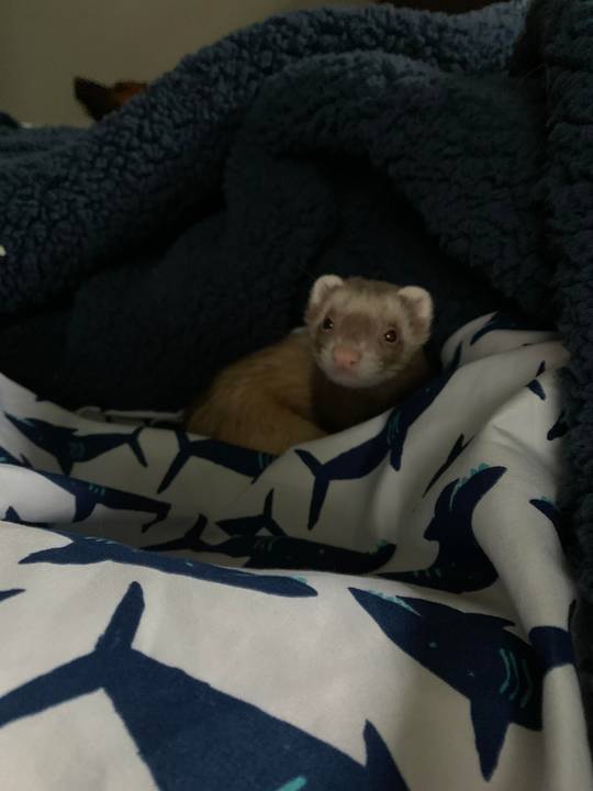 My sweet girl has been sleeping in my bed every night. Blessed to have such a sweet ferret