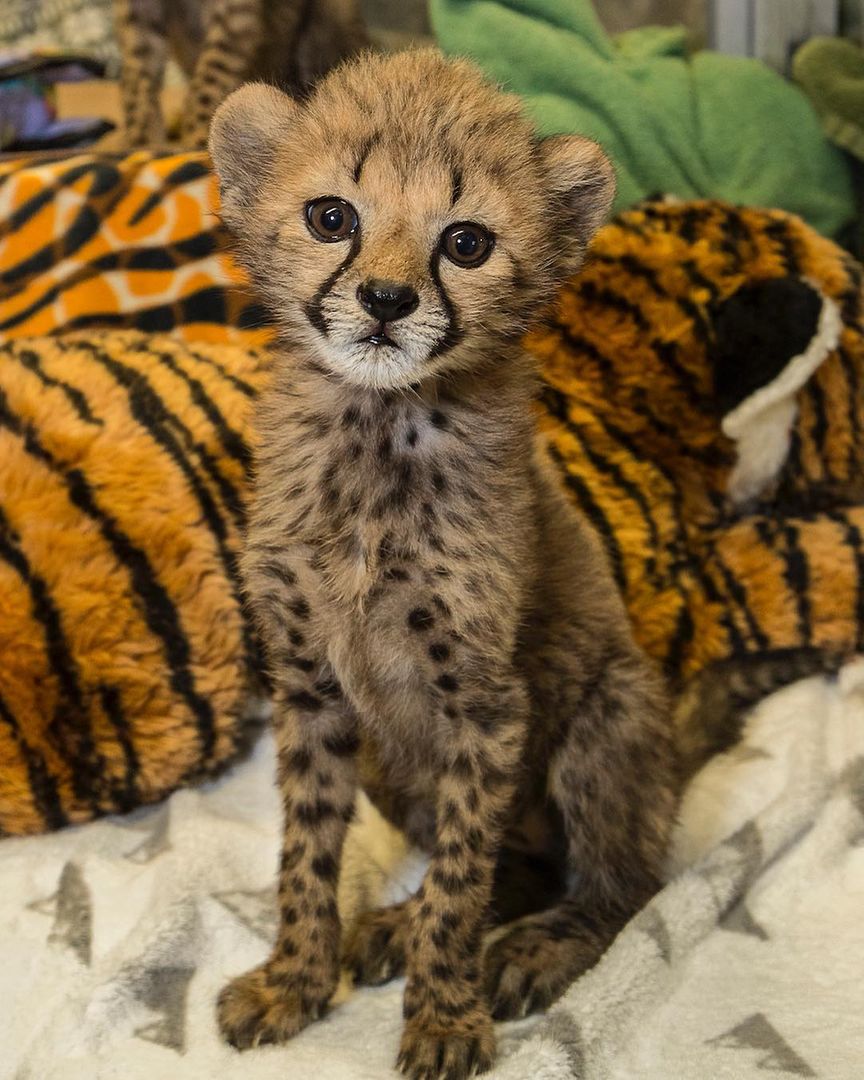 New cheetah cub at the San Diego Zoo Safari Park