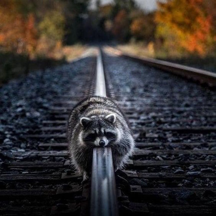 New high speed monorail system isn't as high speed as advertised. (@enotobum on Instagram)