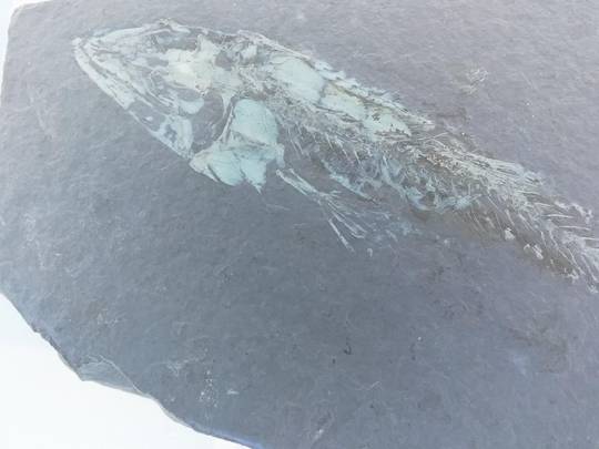 Nice Negative Image of My "Fish-Within-A-Fish"