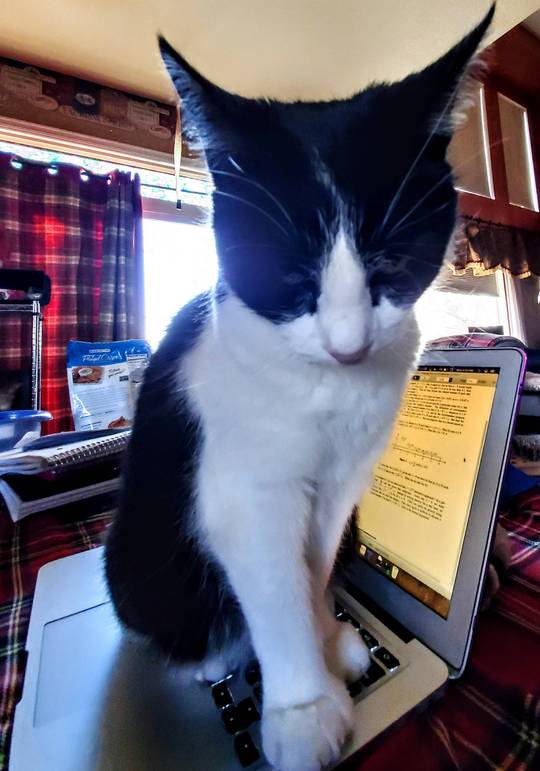 No homework, only pet.