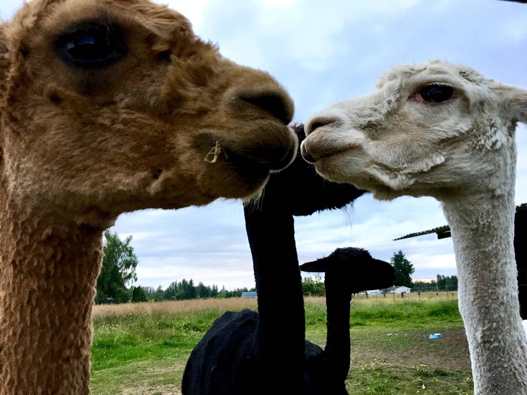 Nobody talks to the llama without an invitation