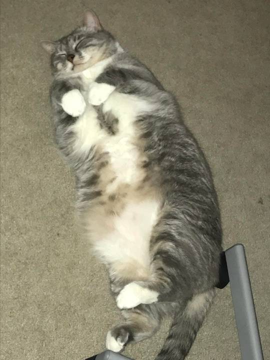 Norman loves sleeping on his back.