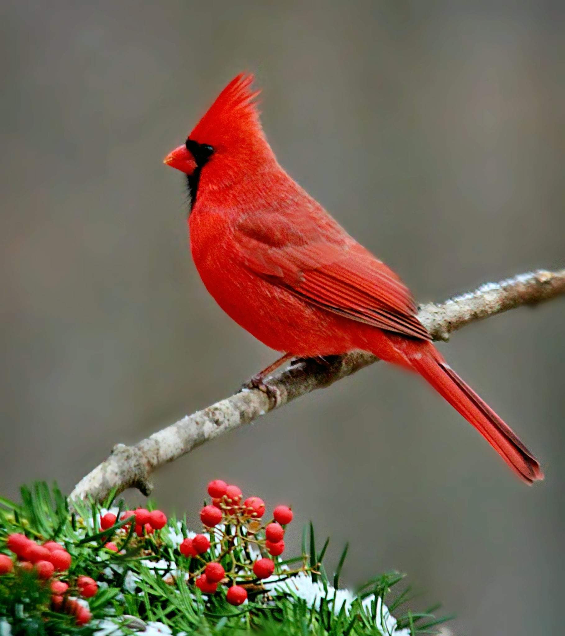Northern Cardinal (Cardinalis cardinalis) in Virginia, USA by Jackie ...