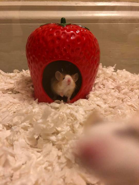 Nugget (in the berry) &amp; Noodle photobombing the picture