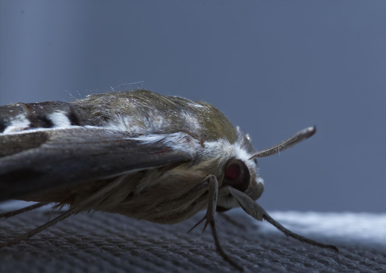 [OC] A Moth from my wall. Sigma 105mm, camera Flash, so maybe i left her blind :(