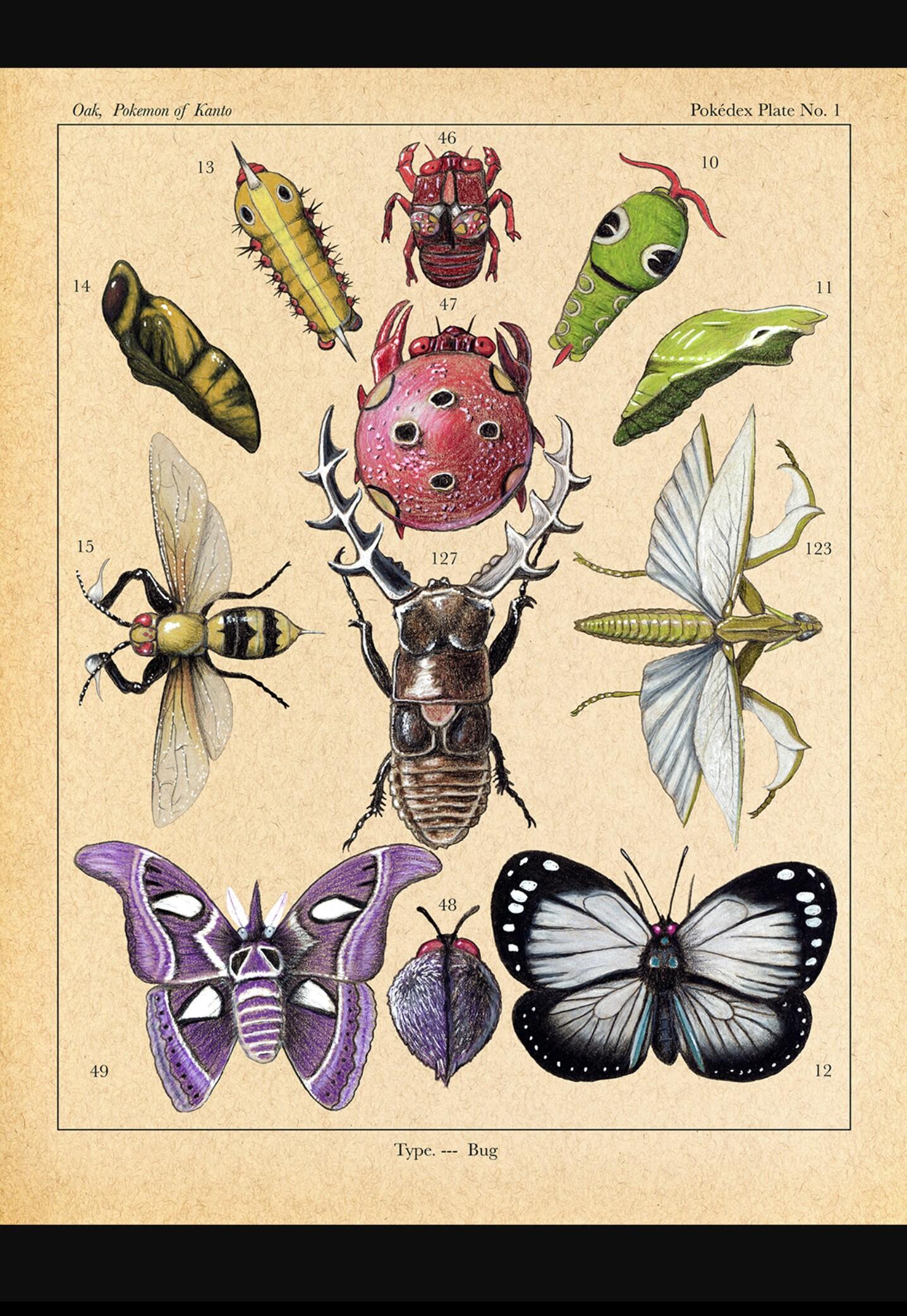 [OC Art] I illustrated the original 12 bug Pokemon as a scientific ...