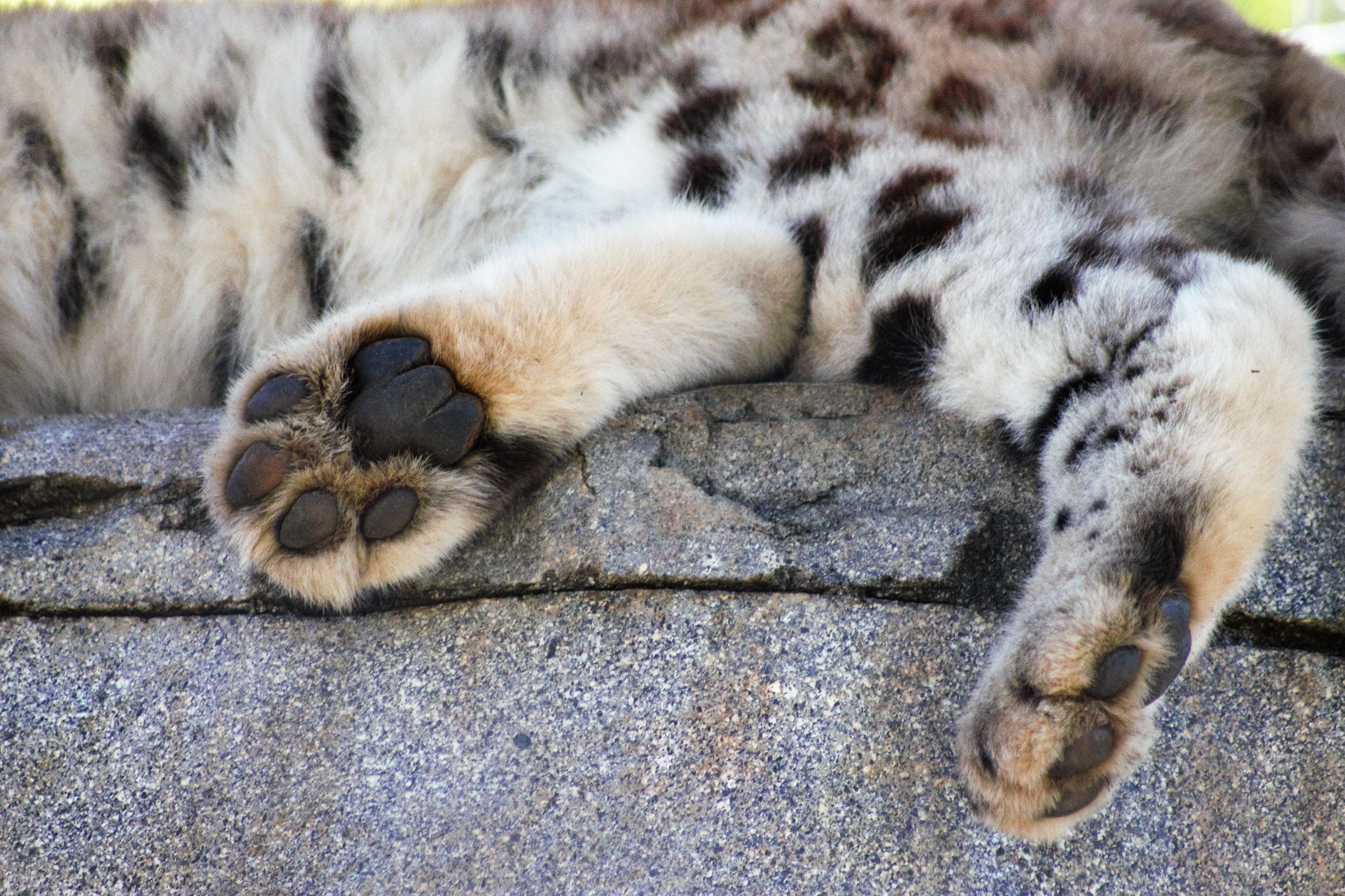 [OC] snow leopard beans (taken at San Diego Zoo) | Scrolller