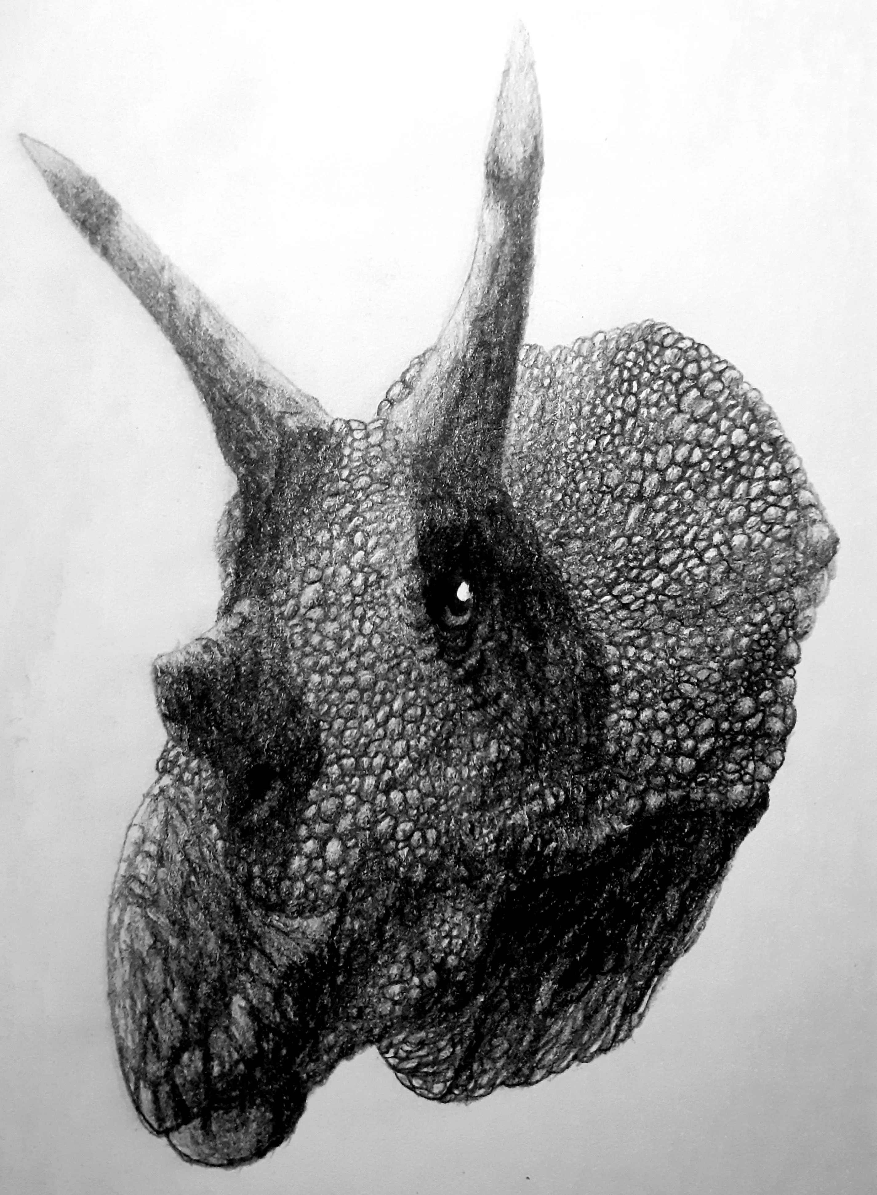 [OC] Triceratops Horridus, based on the french NMNH's specimen, pencil