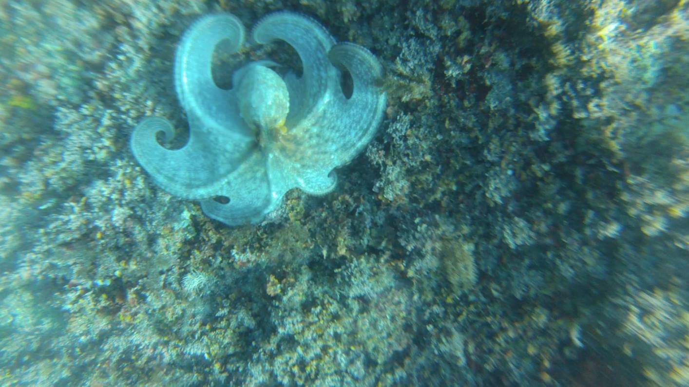 Octopus in defense mode