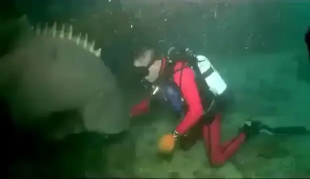 of a grouper