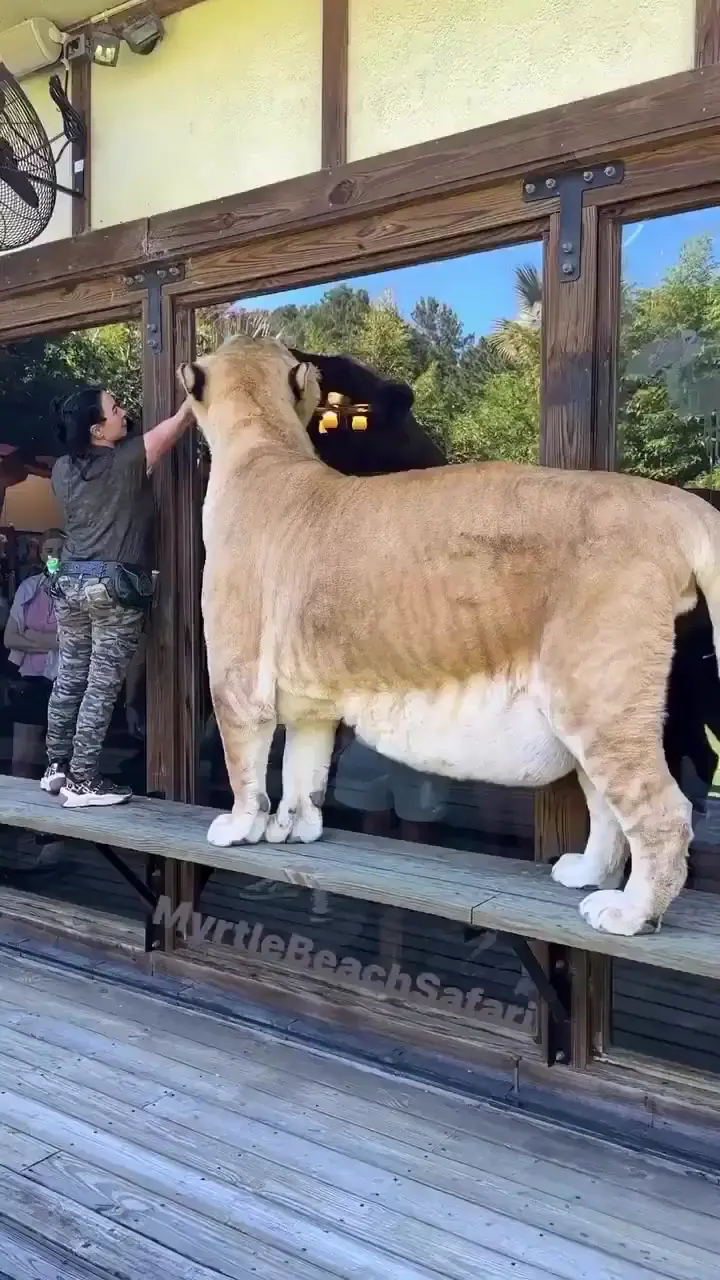 of a liger, a hybrid offspring of a lion and a tigress