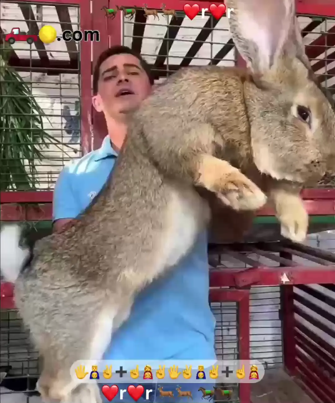 of a rabbit
