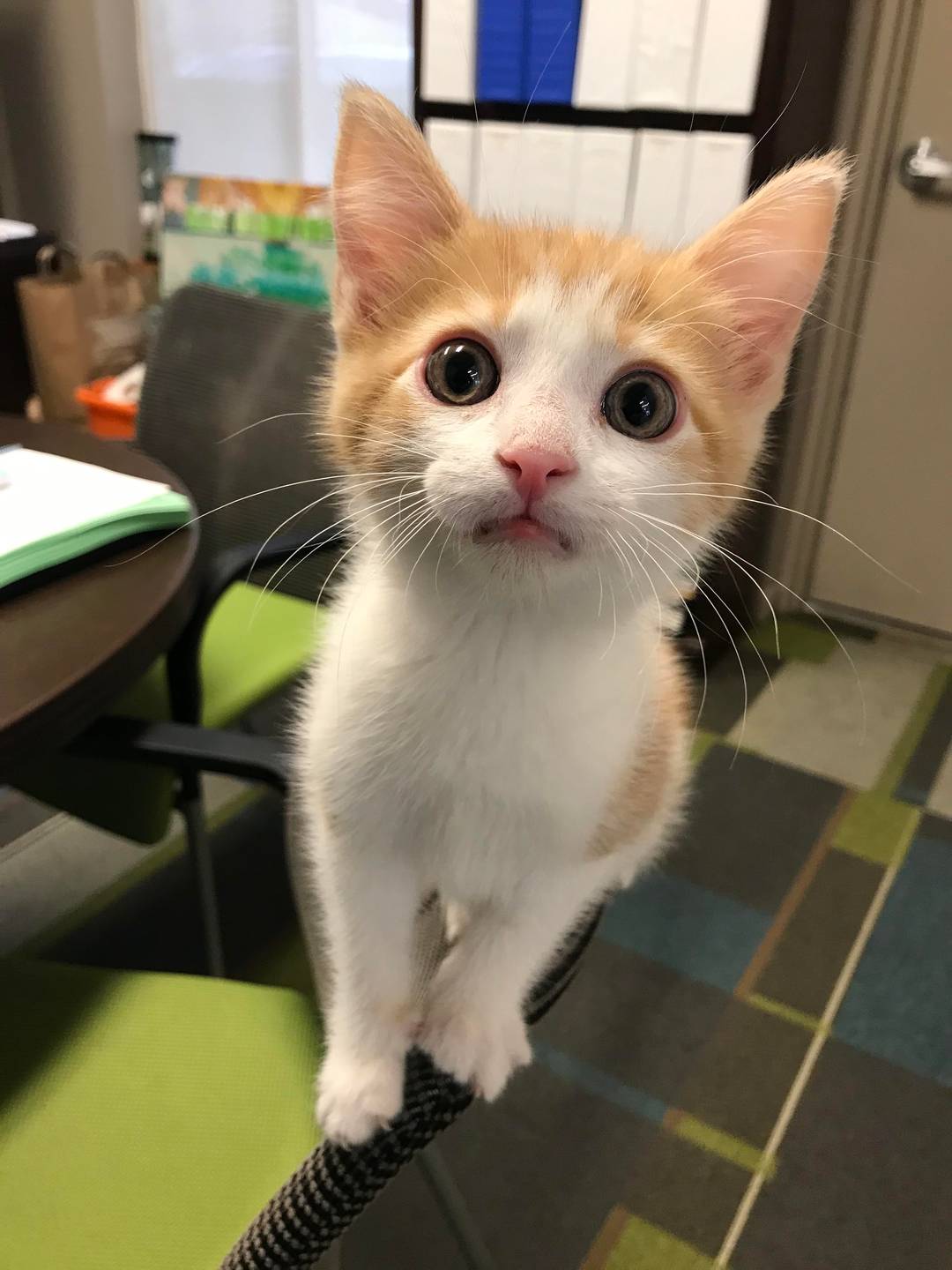 Office kitten’s 1st day