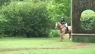 Oh look, a tree!