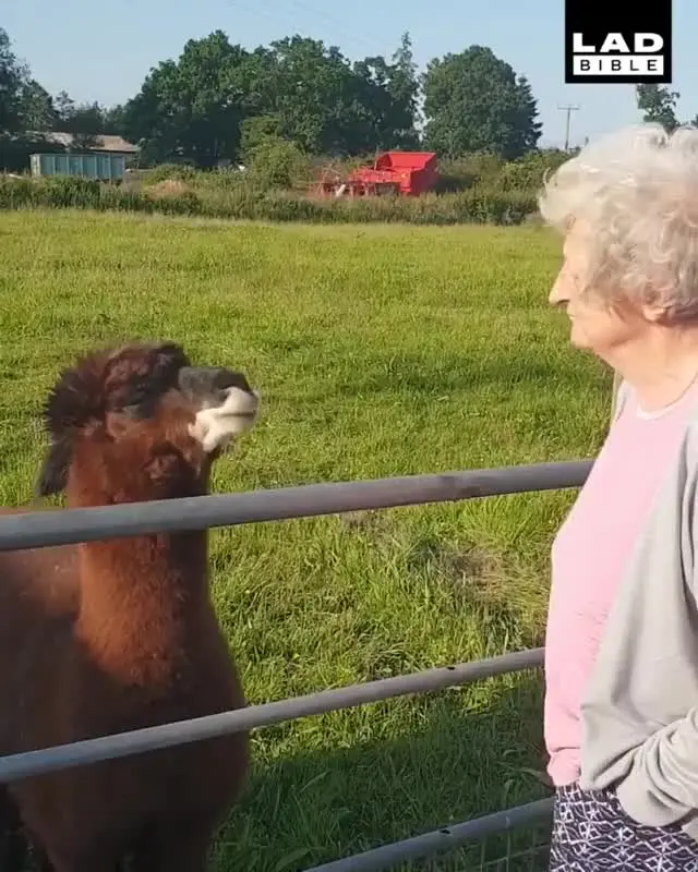 Old lady spits on a Llama and regrets it