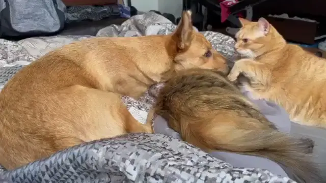 Omg....awww
