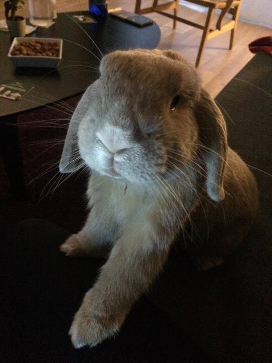 Once he puts his paw on you, you’re his forever