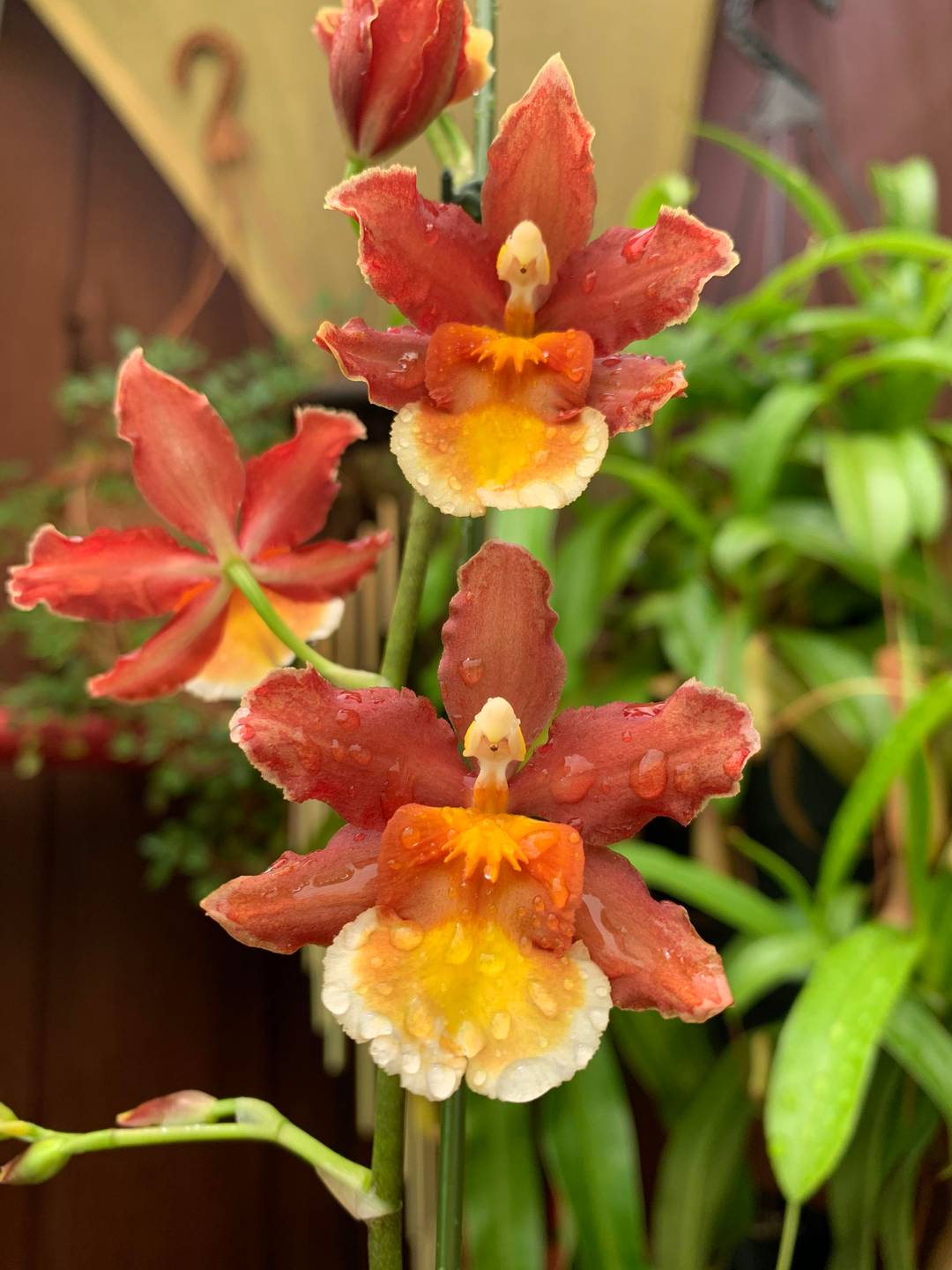 Oncostele Firecat ‘King Snake’