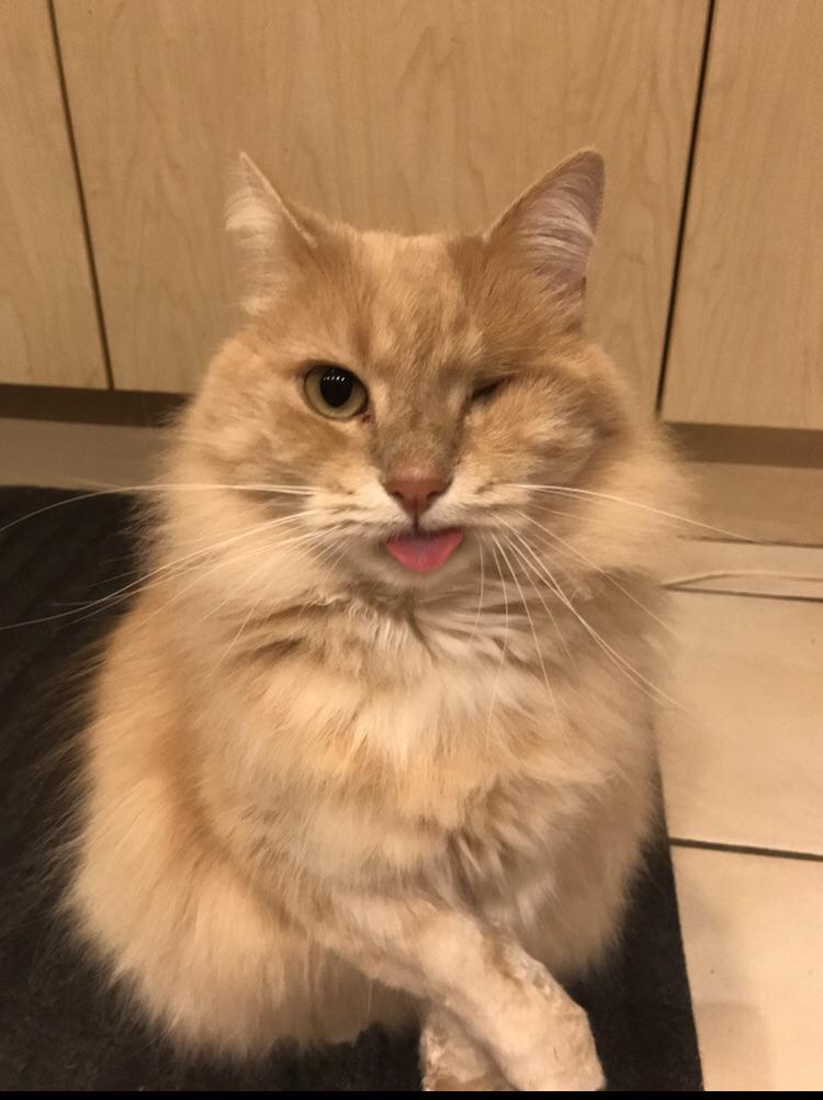One-eyed blep