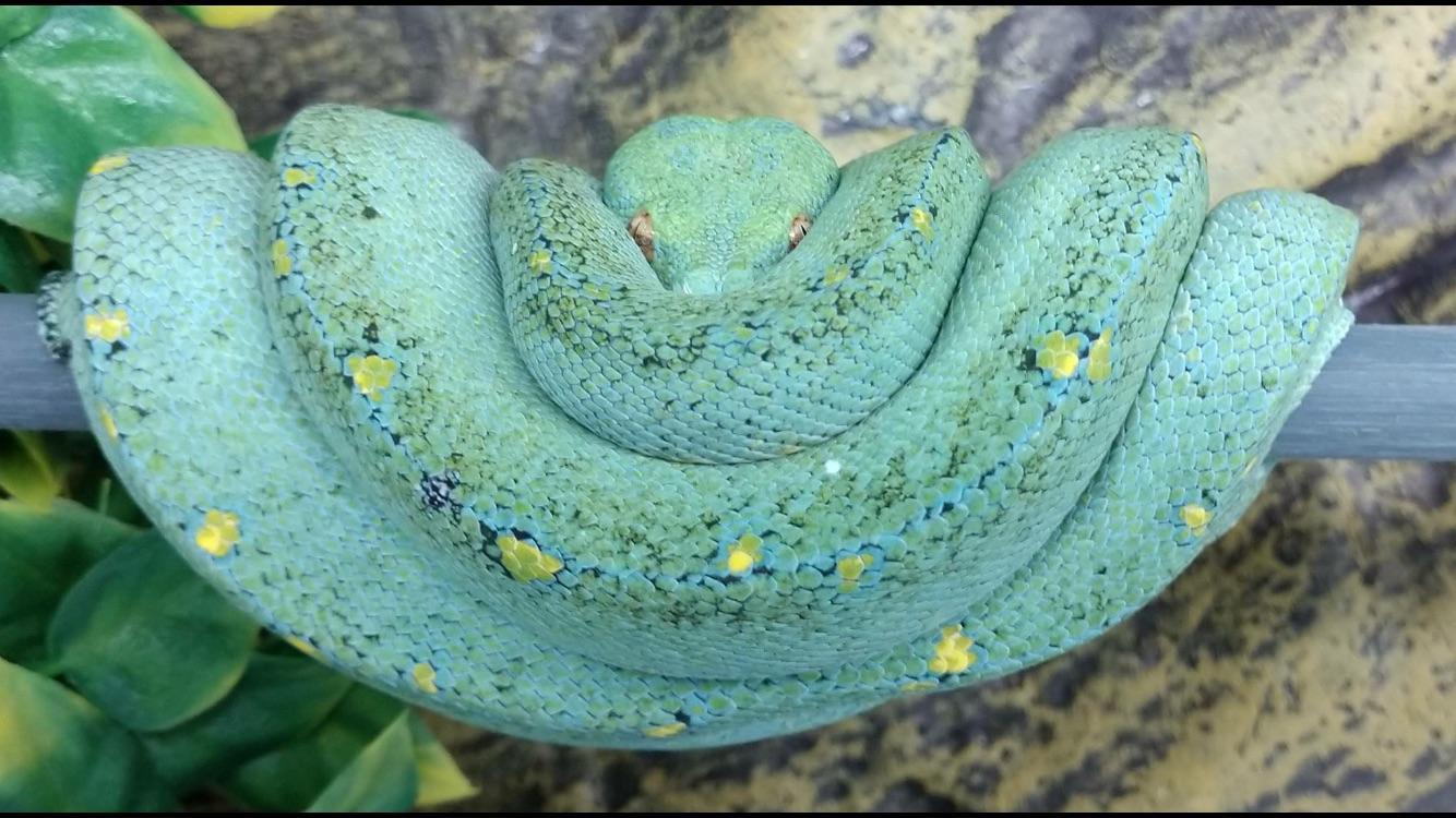 One of my female green tree pythons | Scrolller