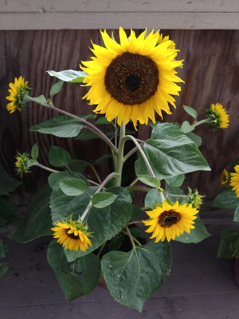 One of the dozens of dwarf sunflowers I grew last year in containers (PA, USA zone 6a-6b)