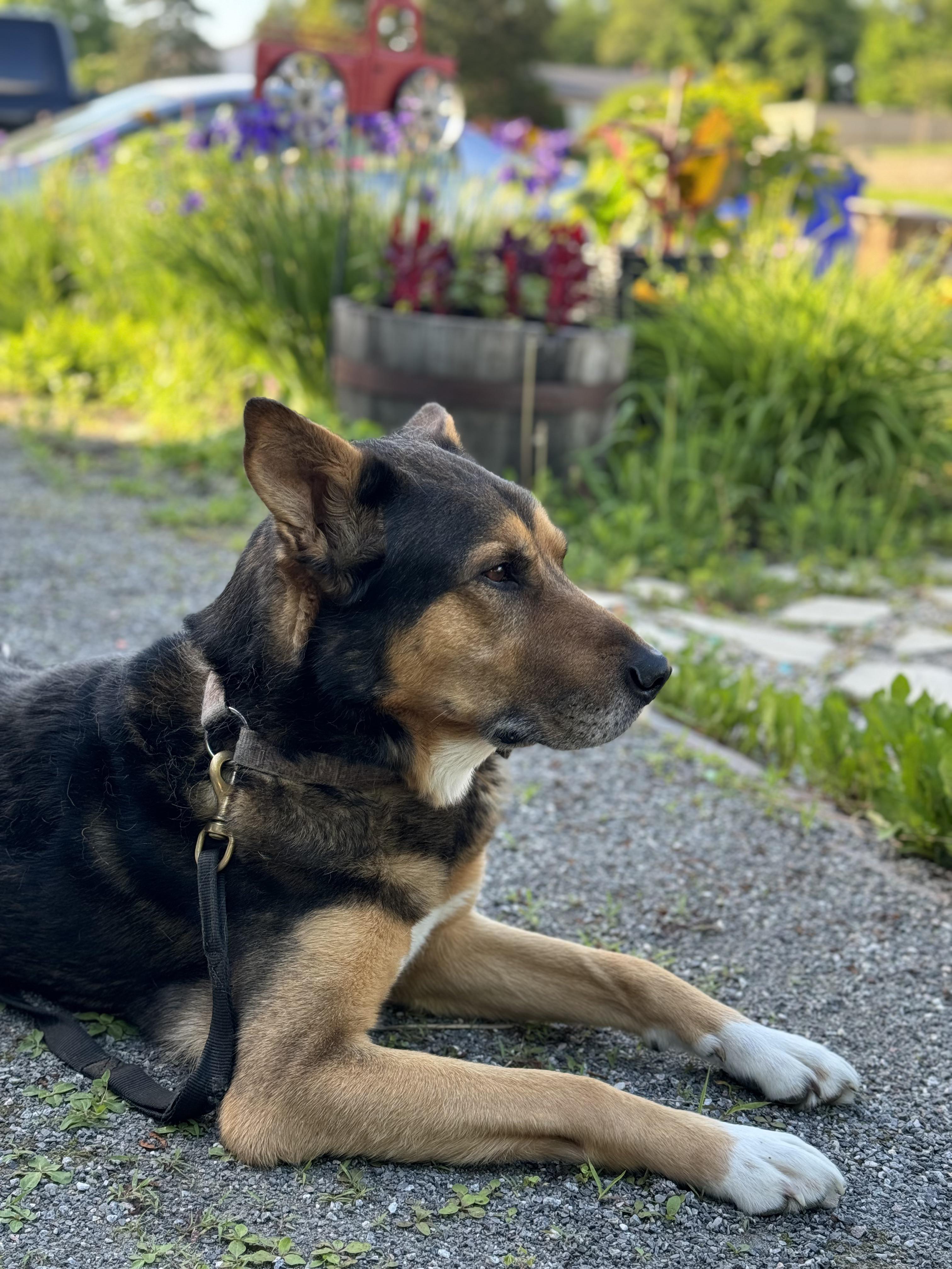 One weekend left together before saying goodbye.. we love you buddy