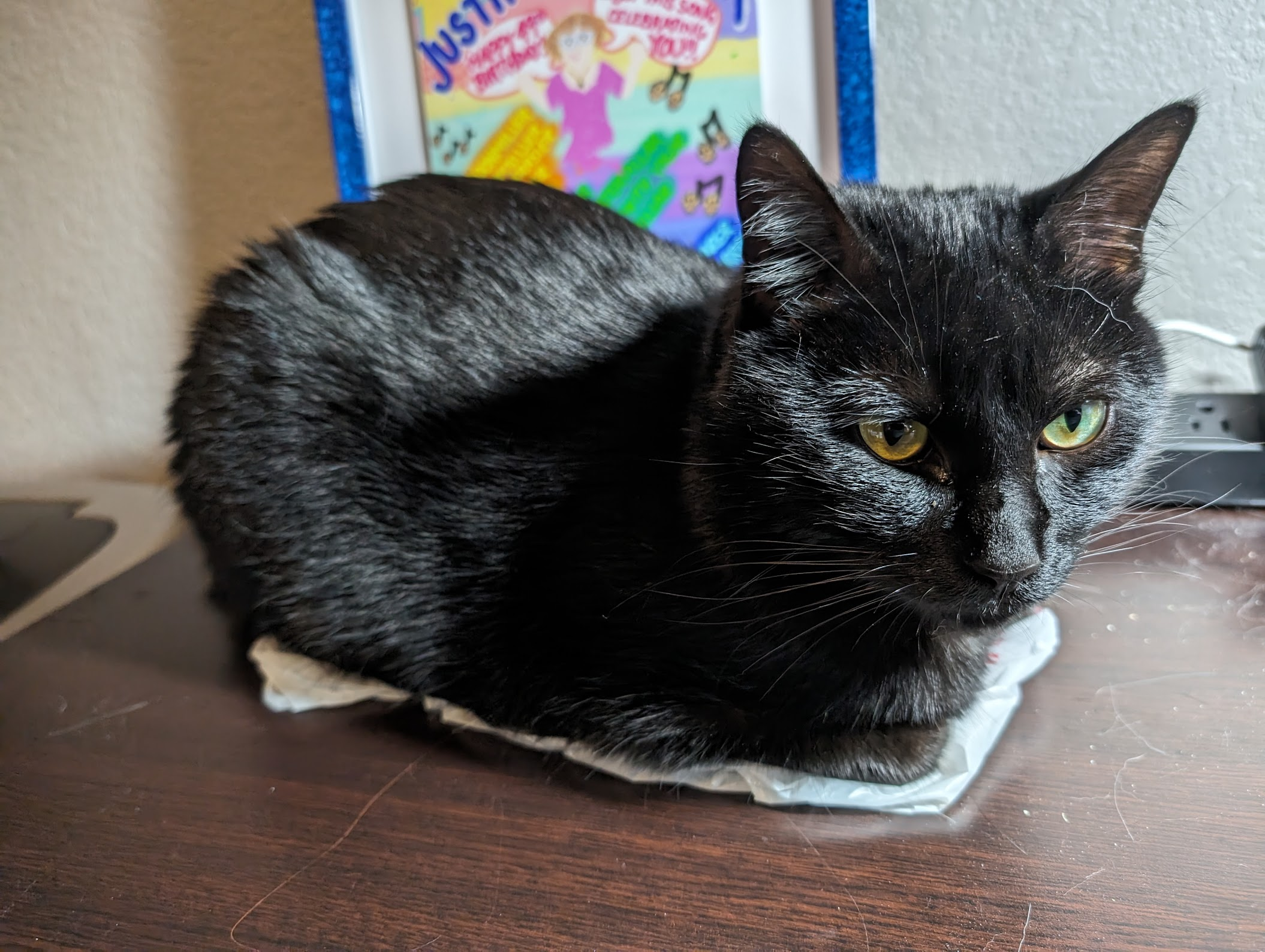 Only wanted to sit on the plastic bag