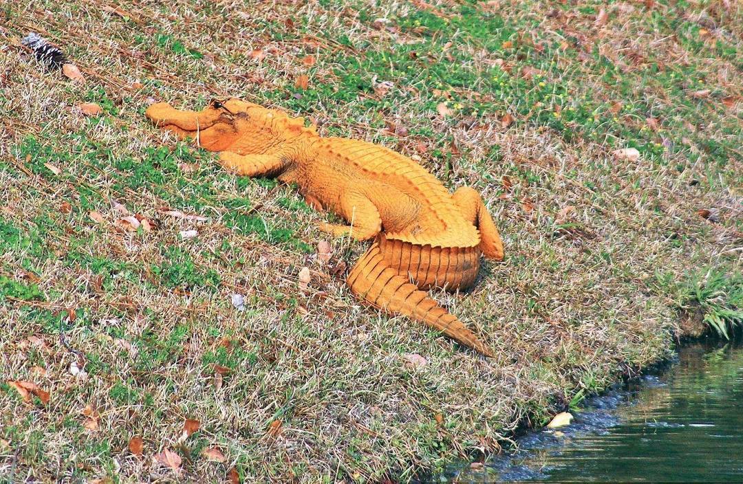 Orange alligator spotted in South Carolina