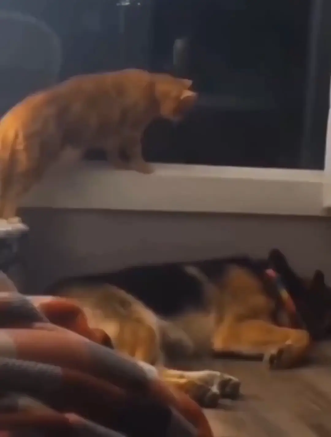 Orange cat