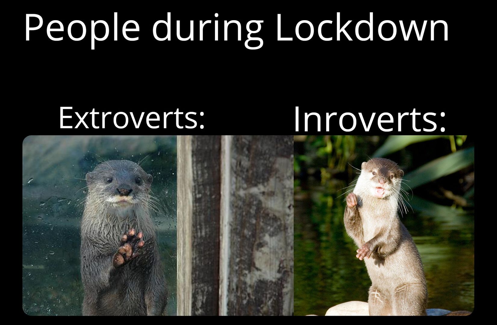 Otters make great meme templates
