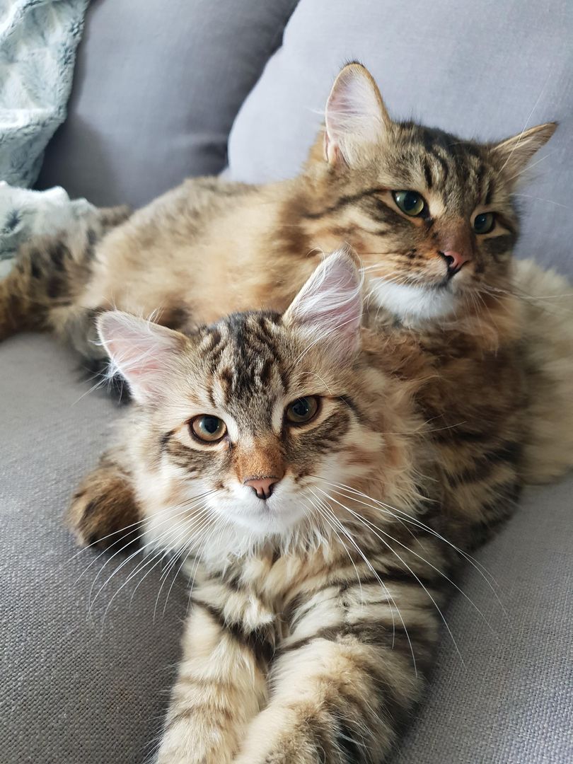 Our 2 baby boys