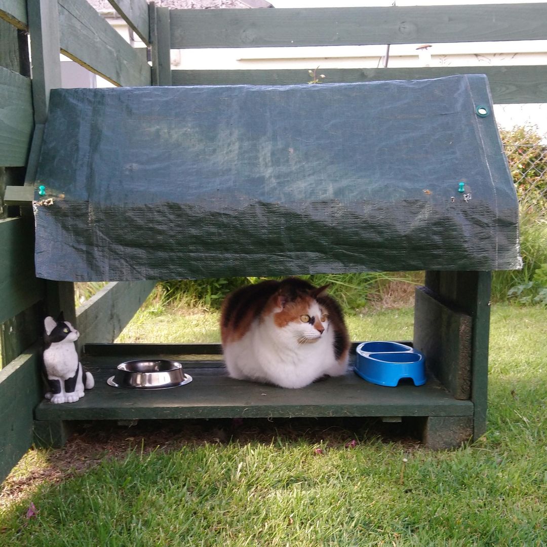 Our cat, Willow, who has become rather... round... lately.