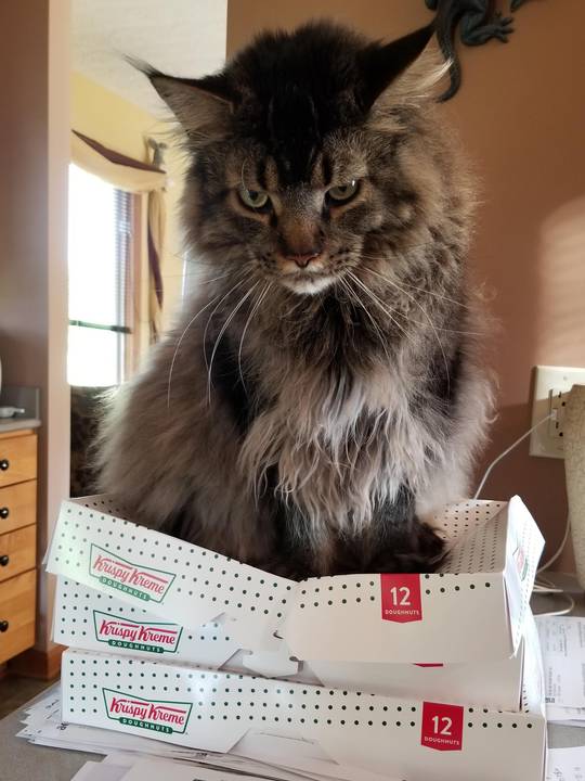 Our doughnut crusher,Lemmy