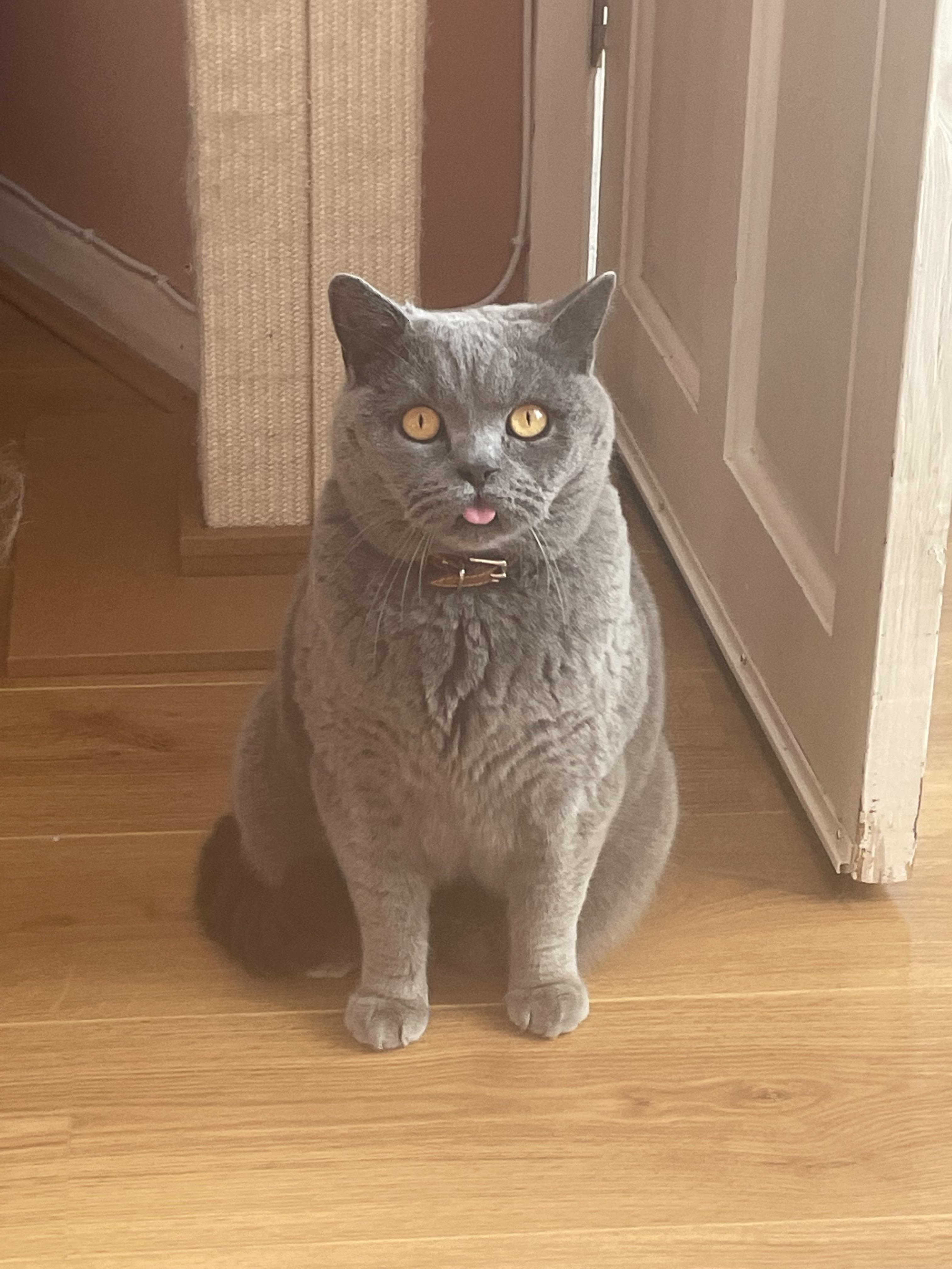 Our fluffy blep boi