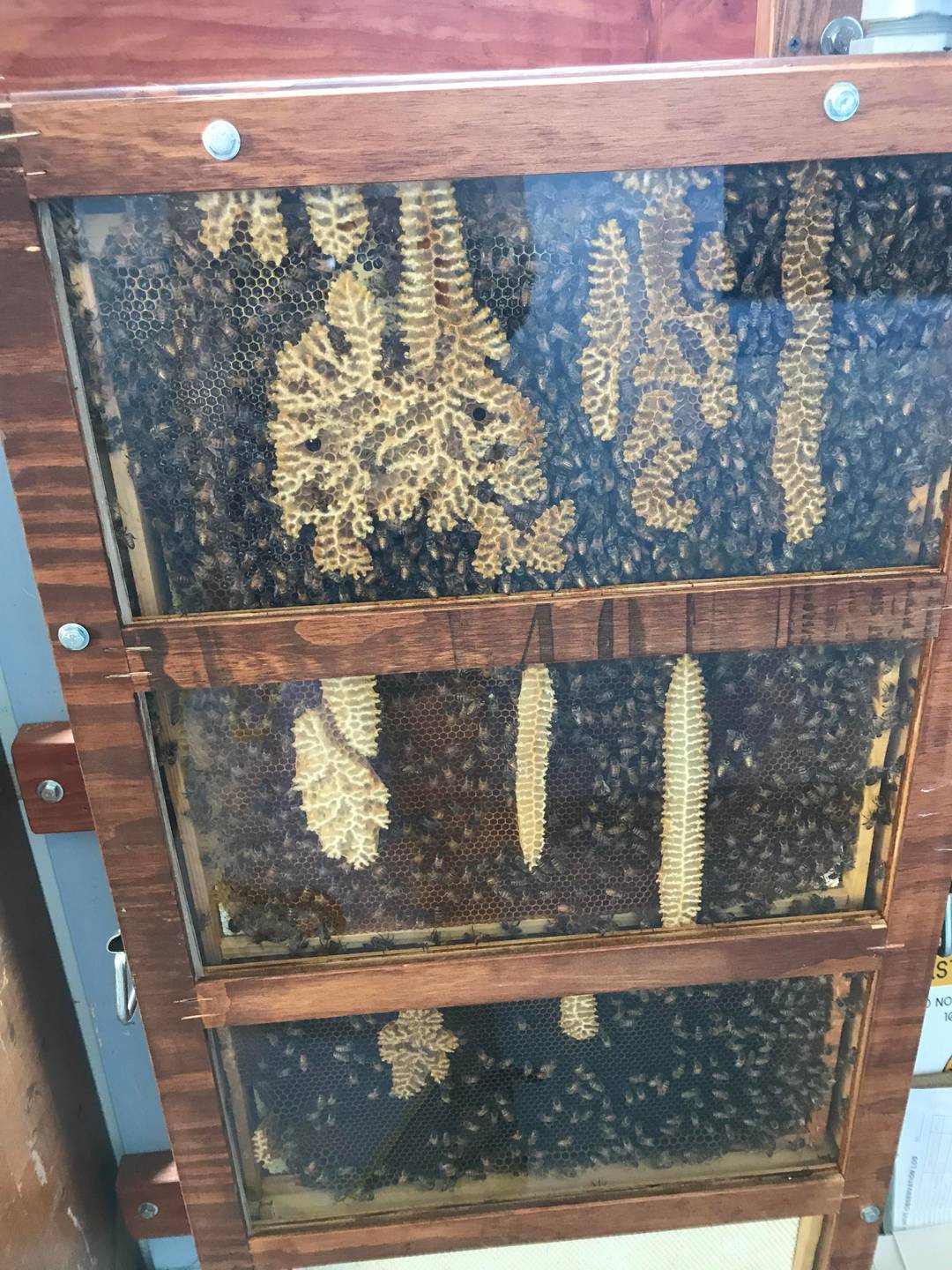 Our in school apiary! The bees come in through a pipe and make a hive ...