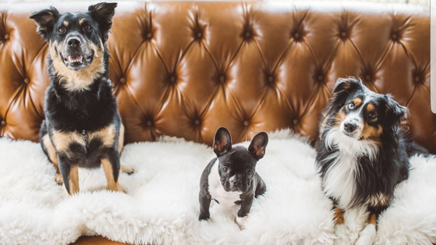 Our Mini Aussie Bennett and her brother Dexter and sister Batista ...