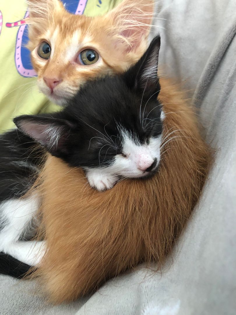 Our new foster babies are illegally smol for their age (7 wks) They’ve had the flea dirt washed off and combed out and are gaining weight fast. You’re safe now smol babies.