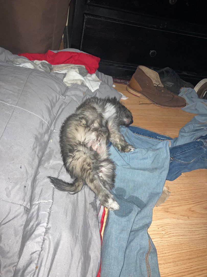 Our new puppy peed on my jeans and then knocked out.